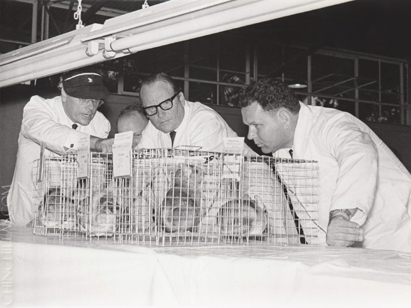 violet chinchilla Gillingham Rhodesia Africa Chinchilla Breeders Association Ian Smith